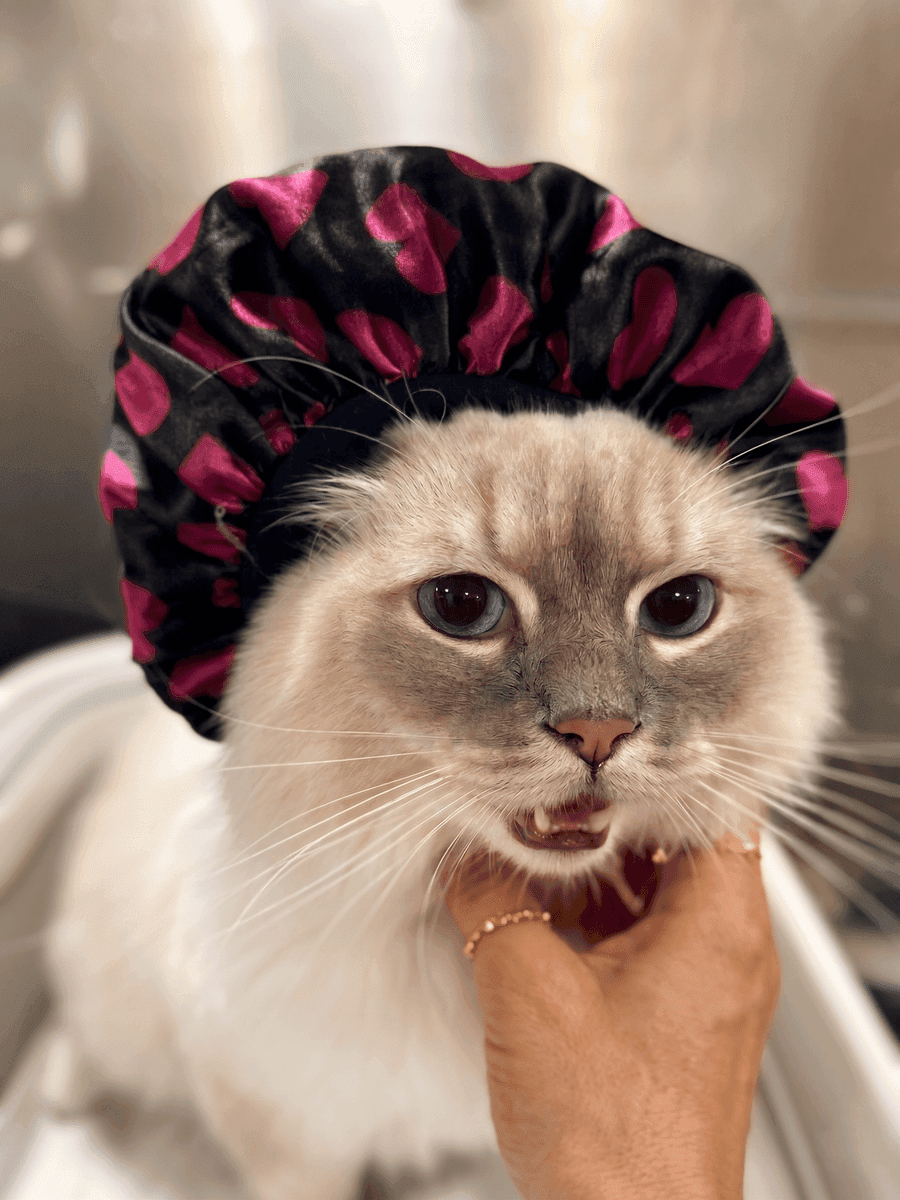 Cat Grooming
